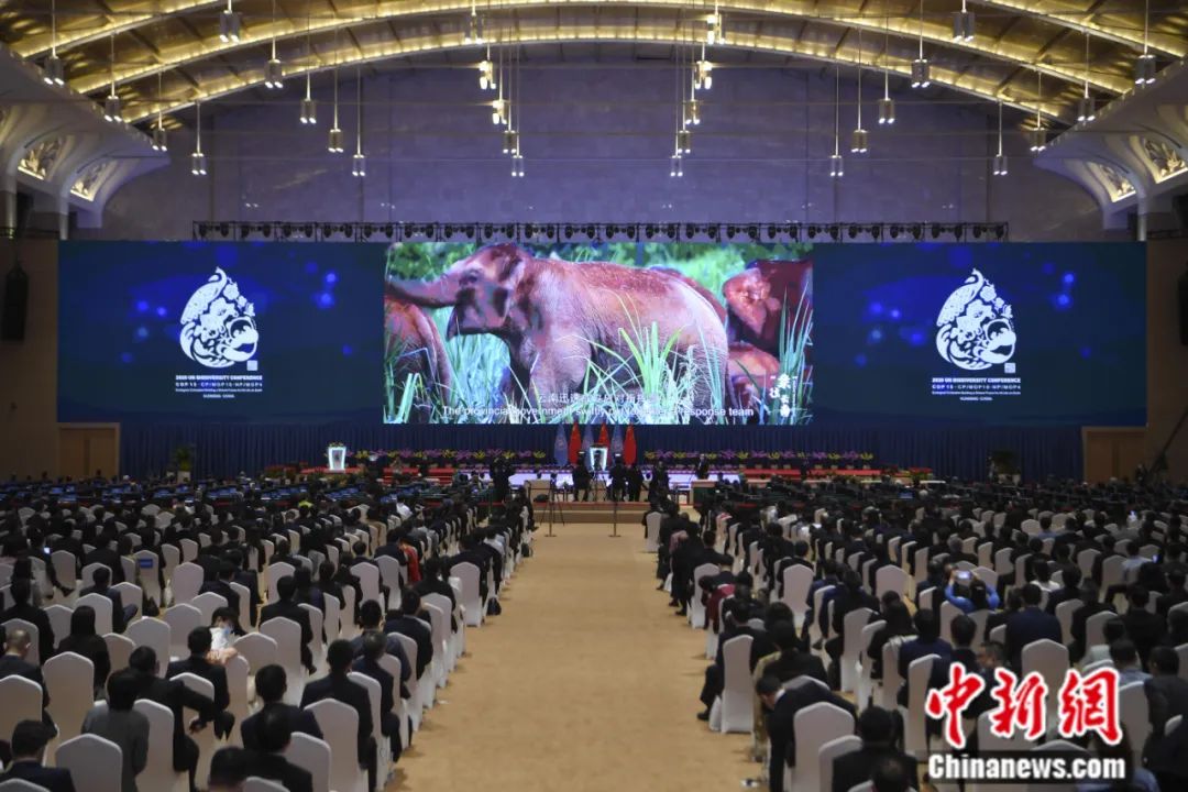 解焱中新社访谈 | 保护生物多样性为何需要全球合作？