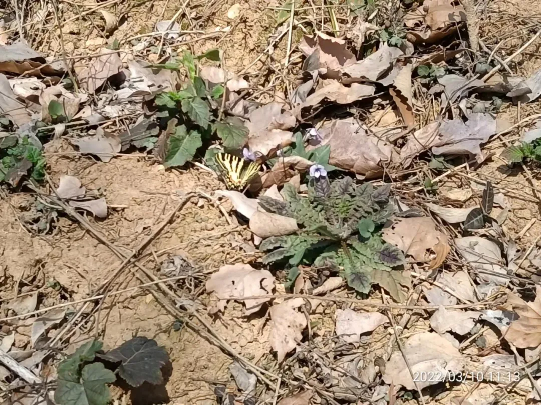 2024年3月 | 保护地友好资助中华虎凤蝶春季监测