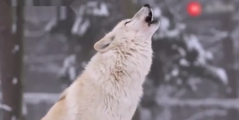 黄石公园引进了一批狼，自然环境都变了，对人类呢？