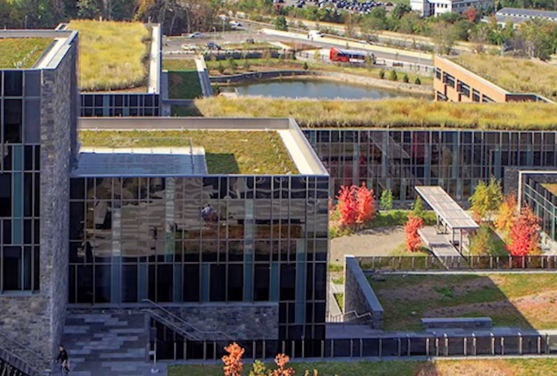 这个屋顶，救了纽约90%的鸟类