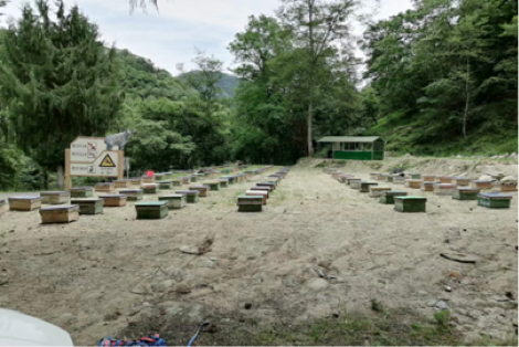 2023年4月报告 | 唐家河保护区周边中蜂蜂蜜发展