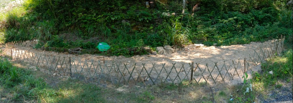 2023年6月报告 | 井冈山保护区小叶青冈人工促进自然繁育和种群恢复