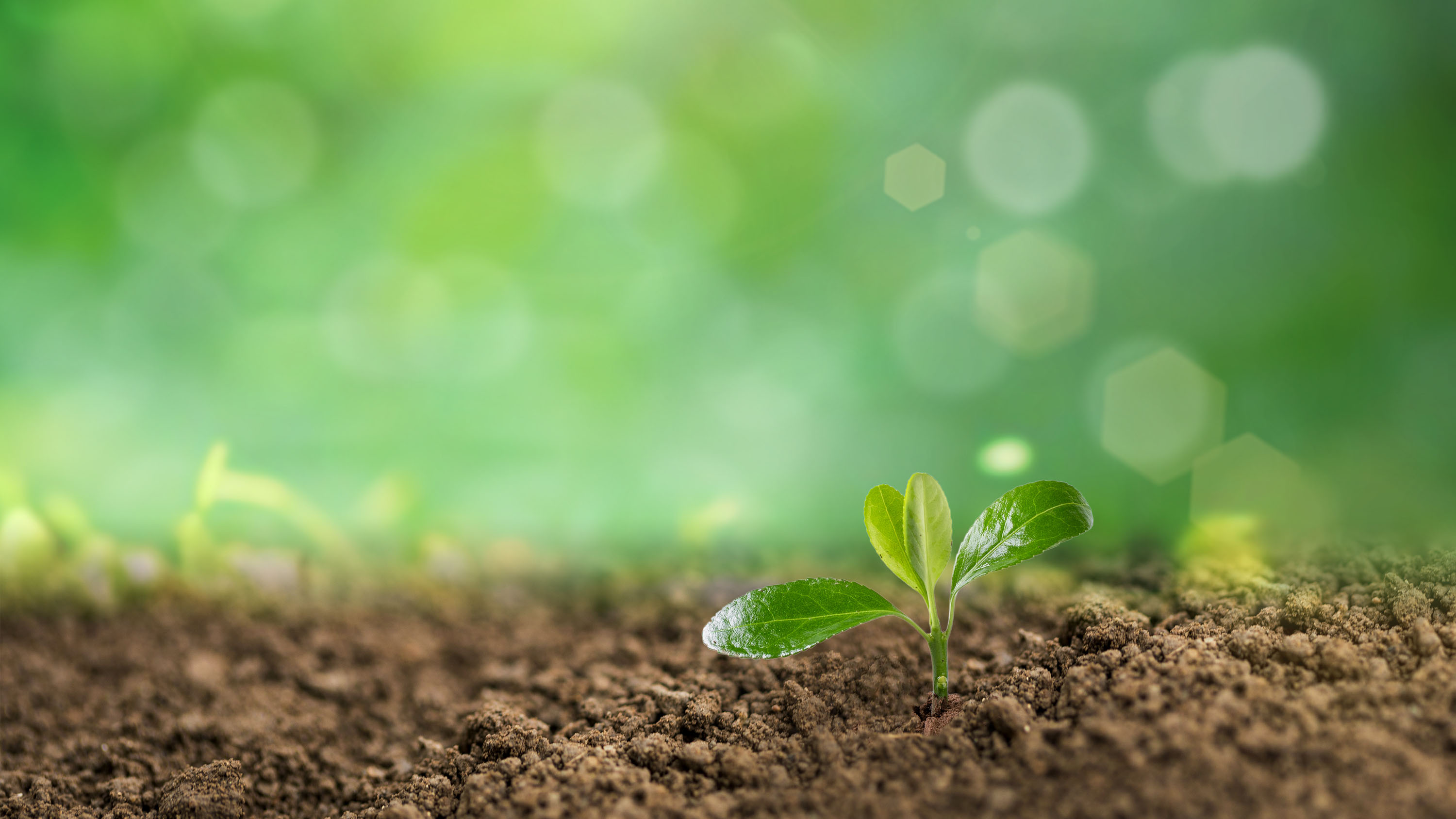 初学者该如何用酵素改良净化土壤