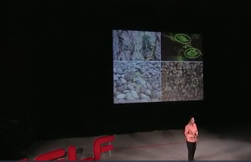 解焱视频 | 野生动物与我们