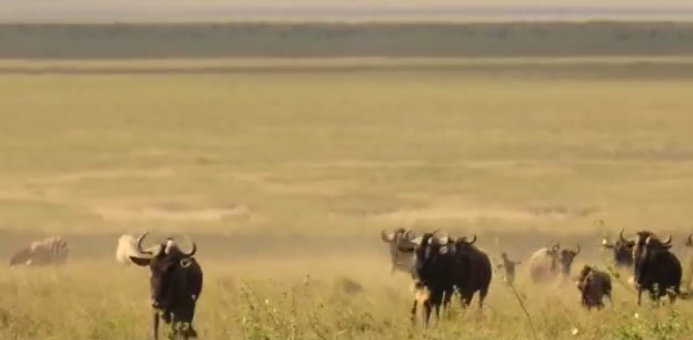 视频 | 保护和重建生物多样性对于解决气候危机至关重要