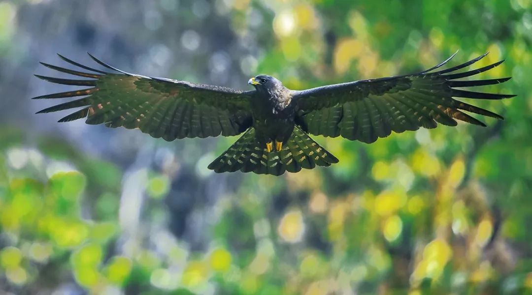 中国野生鸟类摄影行为规范倡议